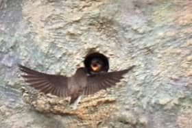A sand martin chick being fed by a parent bird at Washington Wetland Centre.