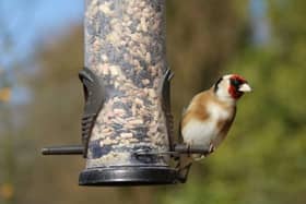 A goldfinch at the seed.