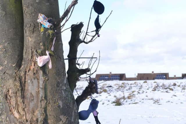 Panty tree in the Canadian Rockies where bras, panties, and Mardi Gras  beads cast off by skiers riding the chair lift decorate its branches, a  traditi Stock Photo - Alamy